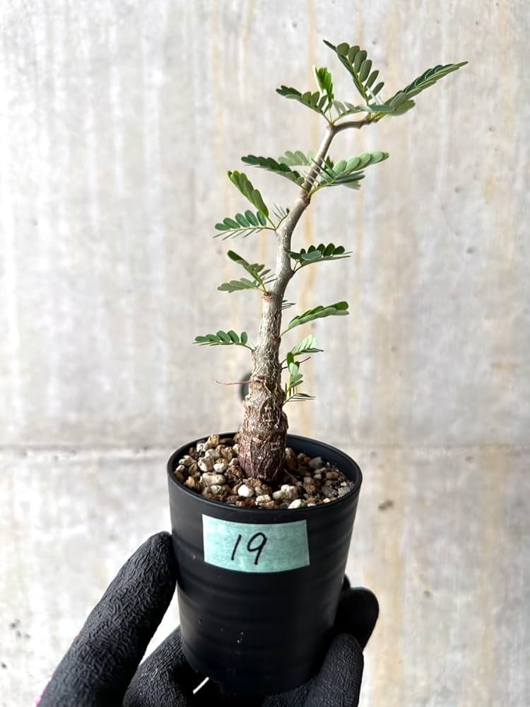 Amazon｜【現品限り】センナ・メリディオナリス 実生【H19】 Senna