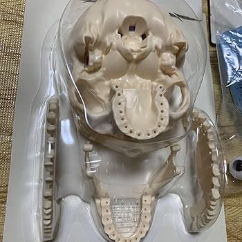 Amazon.co.jp: ディアゴスティーニ人体アーサー君アシェット