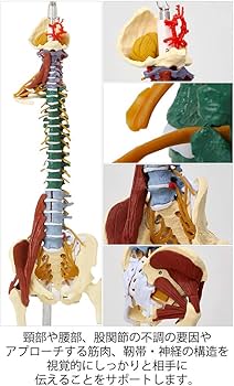 Amazon.co.jp: 7ウェルネ 脊椎模型 人体模型 (主要筋 靭帯 神経 血管