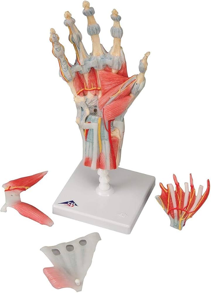 Amazon.co.jp: 手の解剖学的構造を観察できる手関節模型，骨・筋・腱