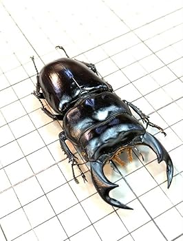 Amazon.co.jp: インドアンタエウス 81.6㎜ ラベル付 標本 アンタエウス