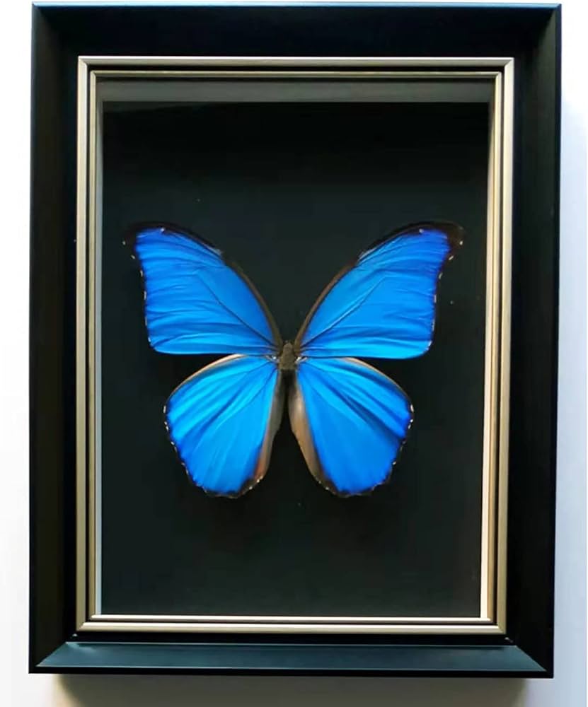 Amazon.co.jp: ジャイアントブルーモルフォ蝶標本、本物の