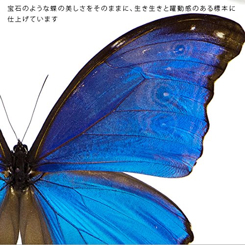 Amazon.co.jp: 蝶の標本 ディディウスモルフォ Morpho didius モルフォ