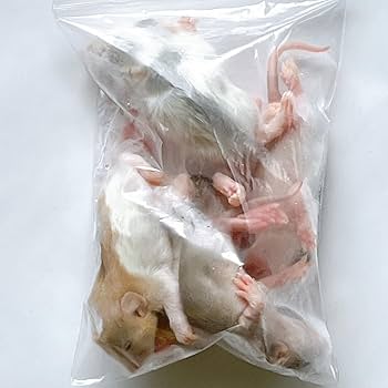 Amazon | 国産冷凍ラット (ベビー M 10~15g 5匹入り) | 冷凍ラットくん