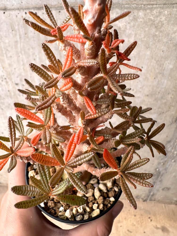 Amazon｜【現品限り】ドルステニア・ギガス ブラータ 挿し木 発根済み