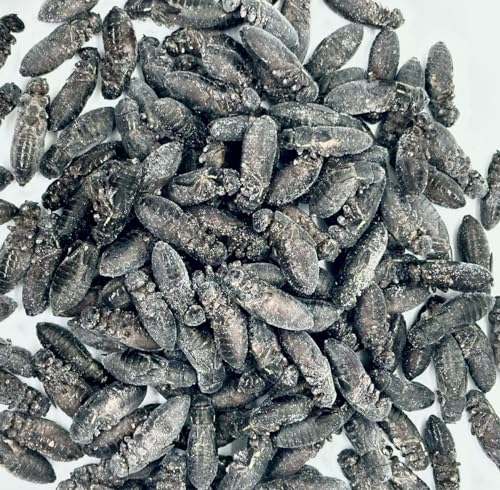 冷凍コオロギ 爬虫類 エサ」の人気商品一覧 | 安い商品を通販サイト