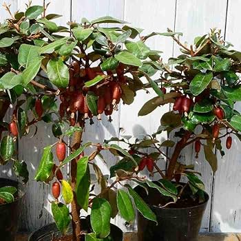 61QEqKeHUYL._AC_UF350,