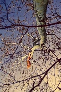 Amazon.co.jp: ライアンマッギンレー アート写真集 : Way Far Ryan