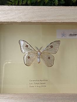 カ*様 蝶 蛾 標本 アポロヤママユ ① カ*様 蝶 蛾 標本 アポロヤママユ