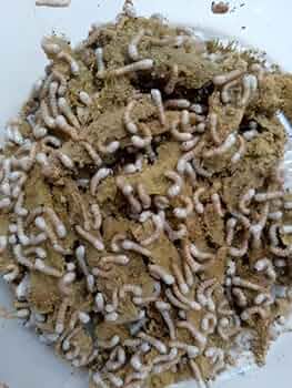 Amazon | 生きたシルクワーム 蚕 100匹| 高栄養生体餌 | 爬虫類