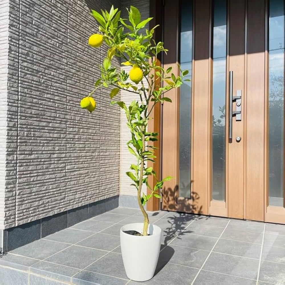 Amazon.co.jp: レモンの木 果樹苗 リスボン 7号 鉢カバー 樹高0.8m前後