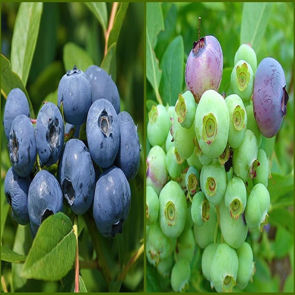 Amazon.co.jp: ブルーベリー苗木 おすすめ2品種セット サンシャイン