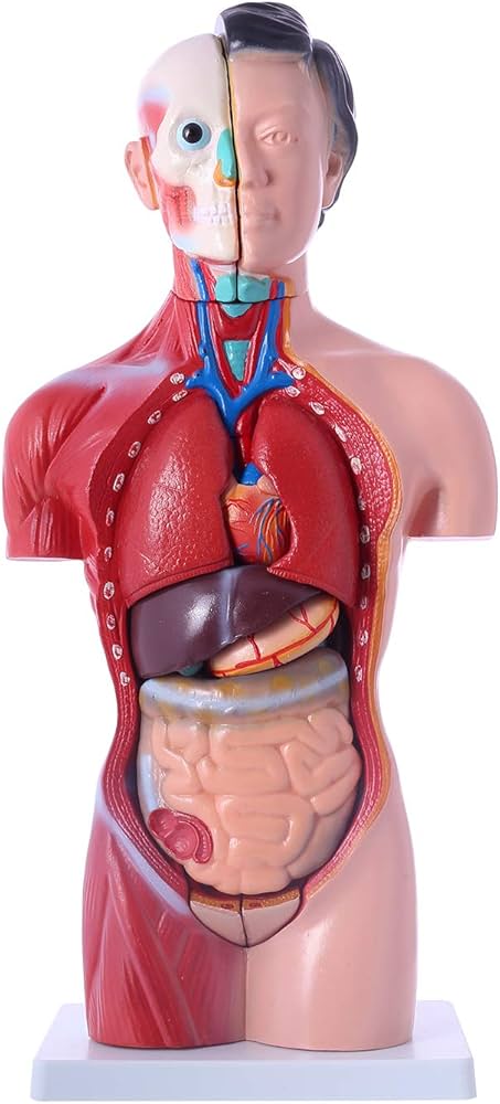 Amazon.co.jp: [JUEKO]解剖モデル 人体模型 [女性モデル リアルタイプ