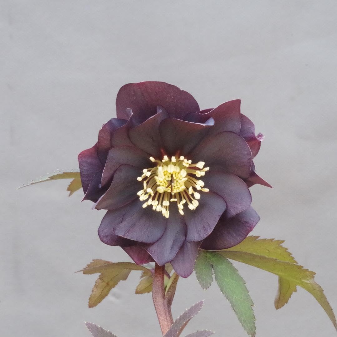 7669 dd灰ブラック クリスマスローズ開花 加藤農園一点物】加藤農園