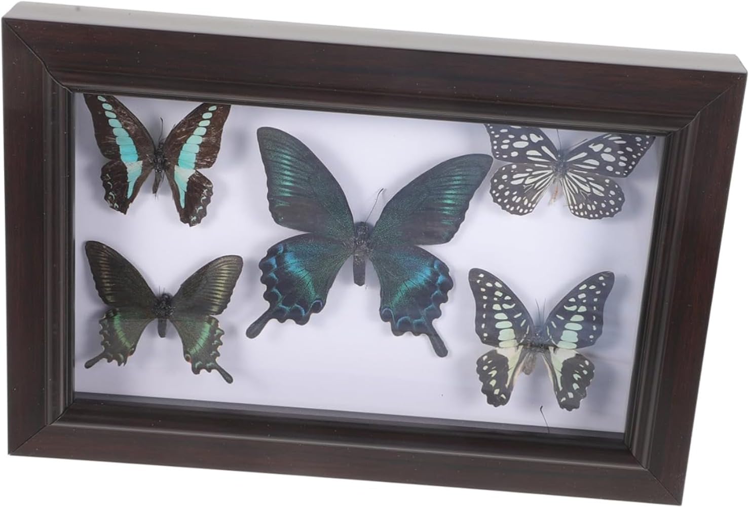 週末セール 蝶の標本 多種類 フレーム付き 【公式通販】