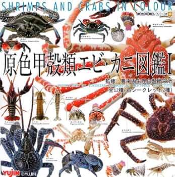 61VvQHOioDL._AC_UF350,