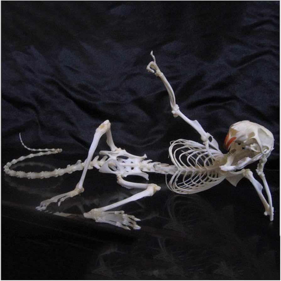 Amazon.co.jp: ネズミの骨格標本モデル - 解剖学齧歯類の骨の剥製用品