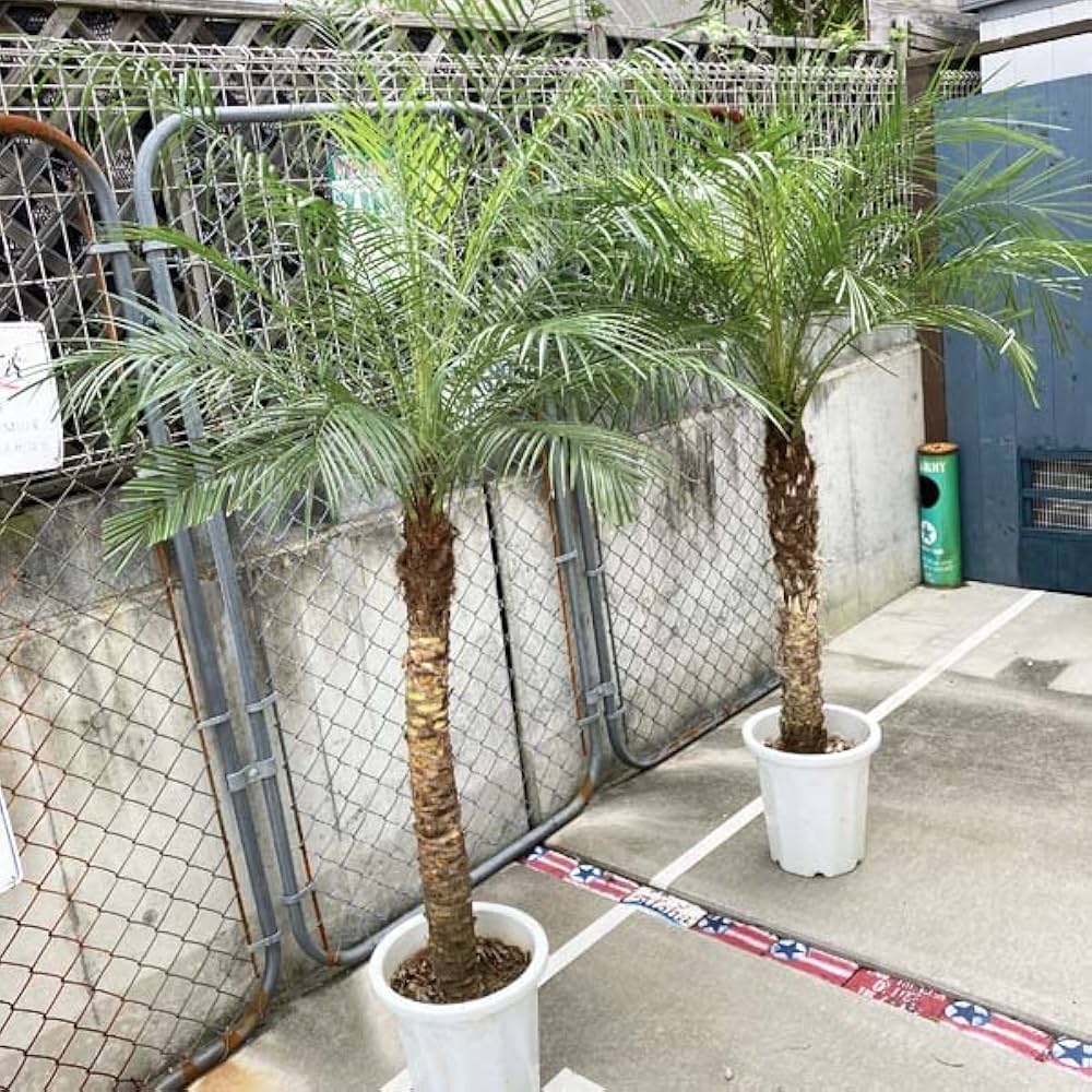 Amazon｜ロベヤシ フェニックス・ロベレニー ヤシ ヤシの木 パーム