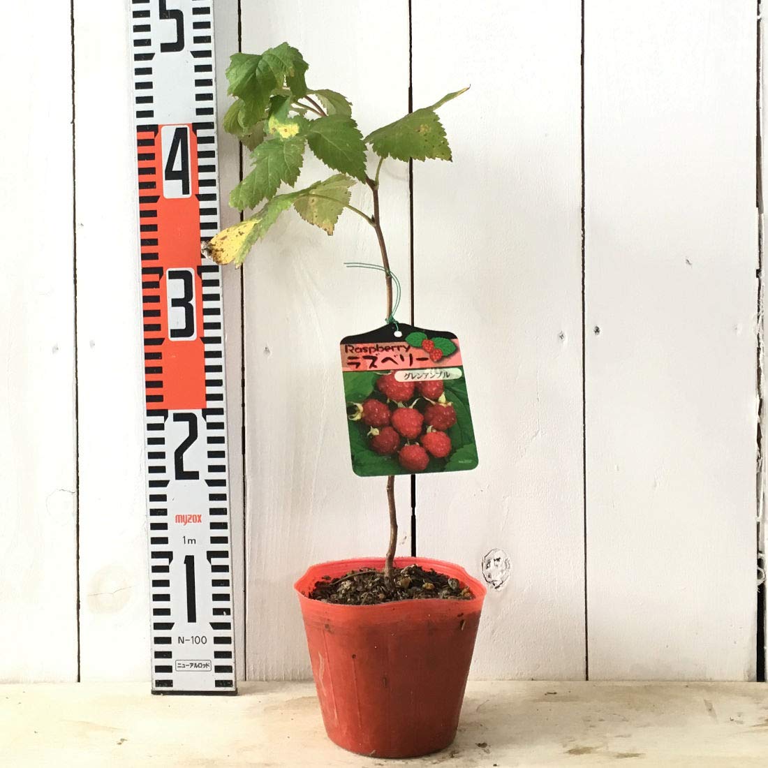Amazon.co.jp: ラズベリー 苗木 グレンアンプル (とげなし) (赤実