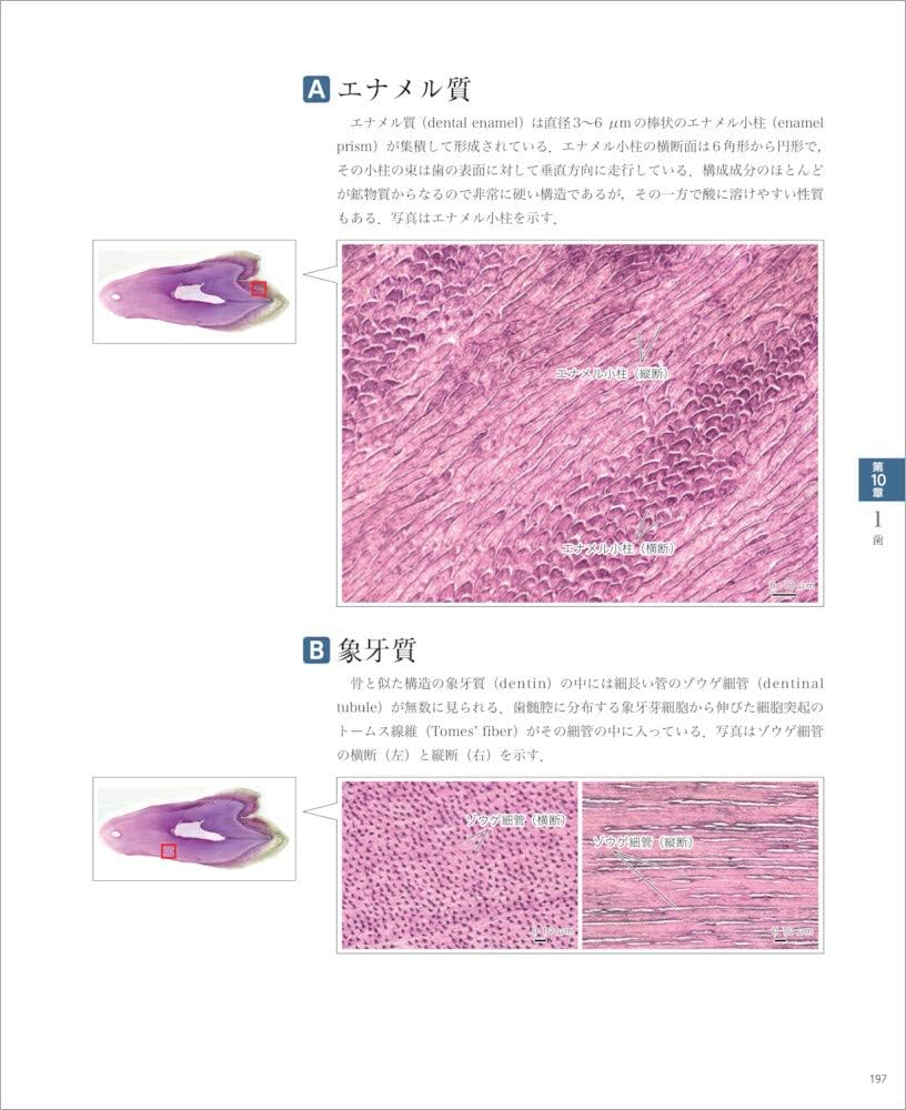 Amazon.co.jp: バーチャルスライド 組織学 : 駒﨑 伸二: Japanese Books