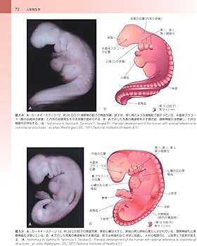 ムーア人体発生学 原著第11版 | K.L.Moore, 大谷 浩, 小川 典子, 松本