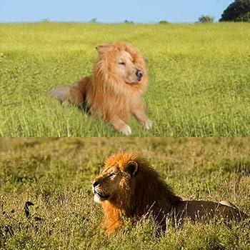 Amazon.co.jp: 犬 ライオンに変身 ウィッグ 犬コスチューム 犬用