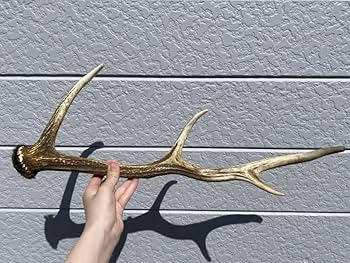 Amazon.co.jp: 【貝殻の問屋さん】エゾジカ 鹿の角【北海道産 全長