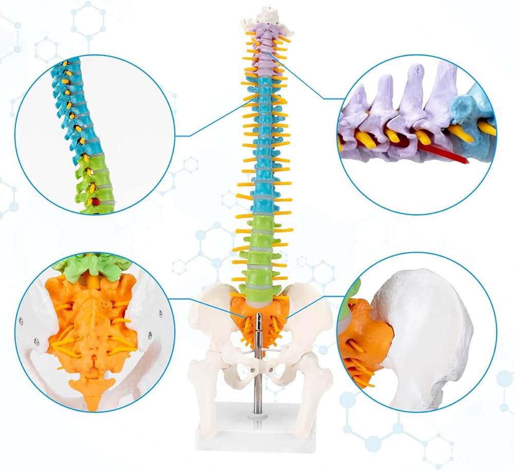Amazon.co.jp: 人間の脊椎モデル 高精度 カラフル ミニ脊柱模型 約45cm