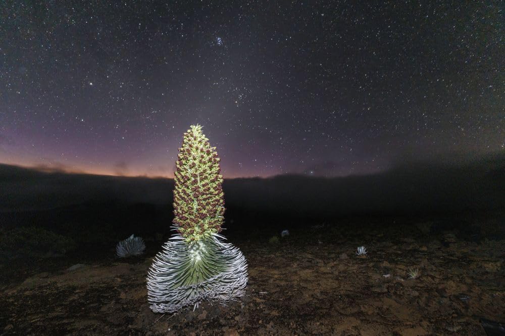 Amazon.com: Rare blooming Silversword plant (Argyroxiphium