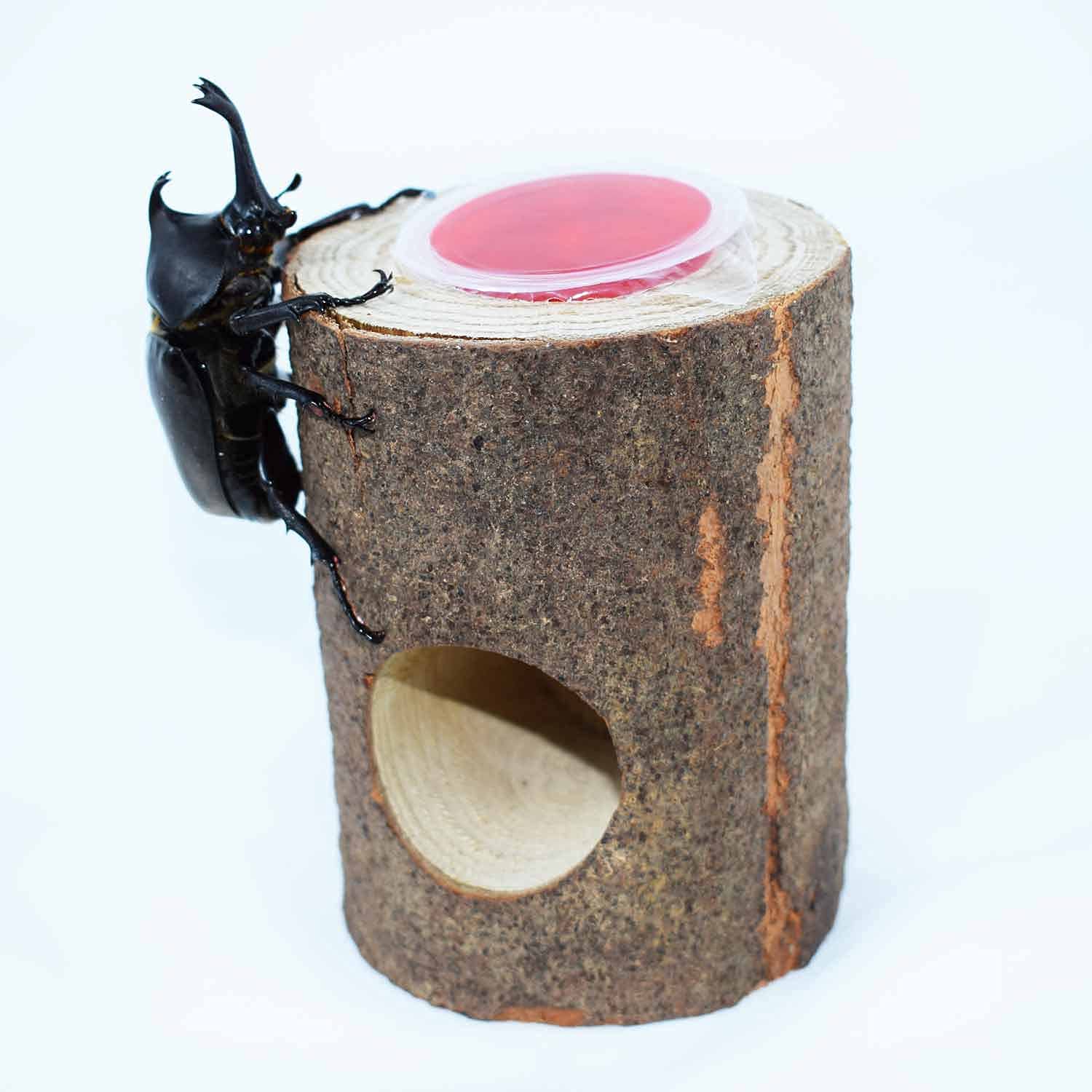 Amazon | 昆虫のかくれ木 のぼり木 クワガタ 隠れ家 飼育木 ゼリーの角