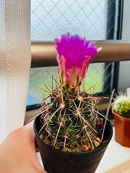 Amazon.co.jp: もうすぐピンク花咲きます蕾付き和光丸 丸サボテン 抜き