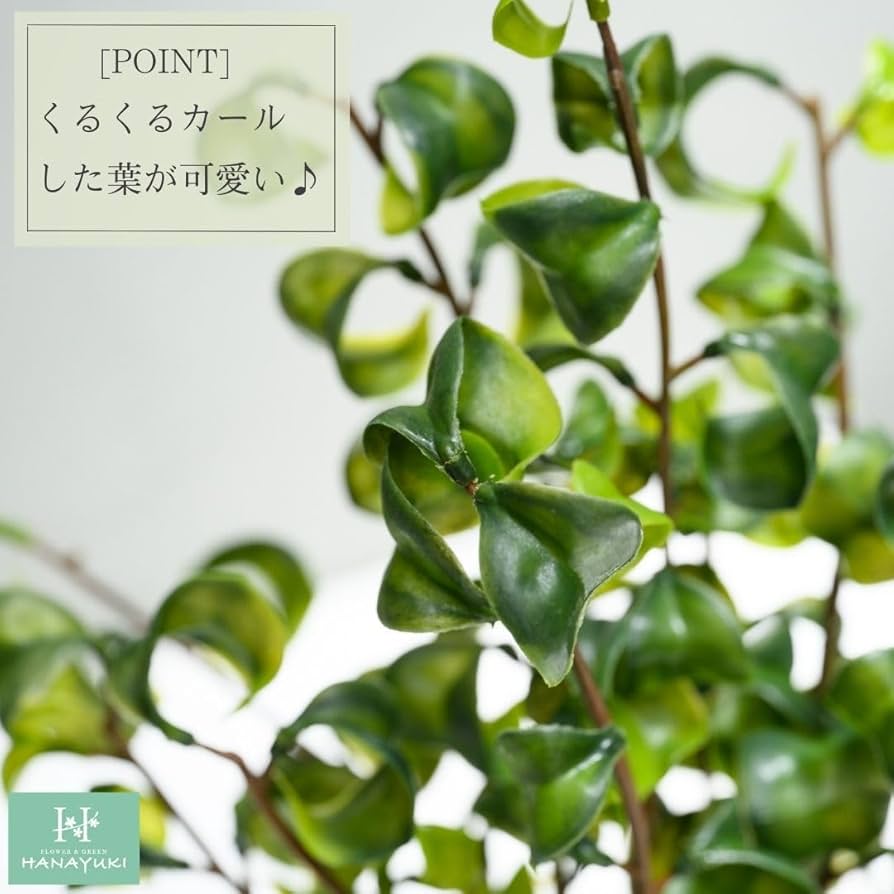 Amazon｜HANAYUKI 人工観葉植物 フェイクグリーン ベンジャミン