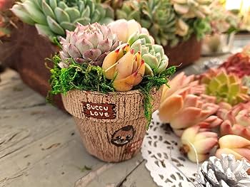 61gl+KltOfL._AC_UF350,