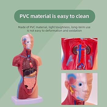 Amazon.co.jp: 人体模型 28cm人間の胴体の解剖学的モデル 教学モデル