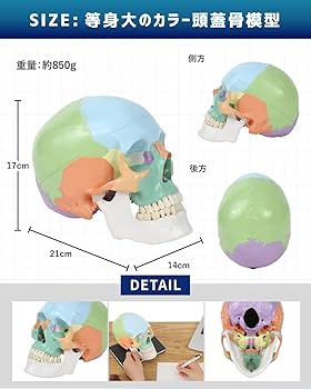 Amazon.co.jp: KIYOMARU カラー頭蓋骨模型 人体模型 頭蓋骨模型 理学
