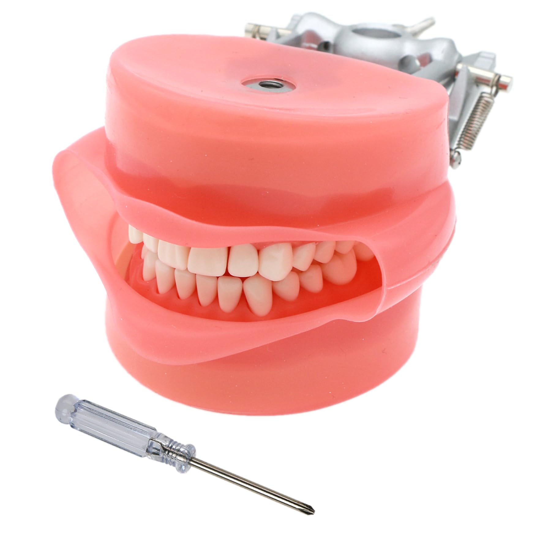 Amazon.com: Dental Typodont Model Compatible with Kilgore Nissin