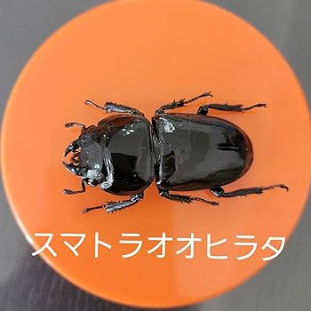 Amazon.co.jp: スマトラオオヒラタクワガタ メス 標本 : おもちゃ