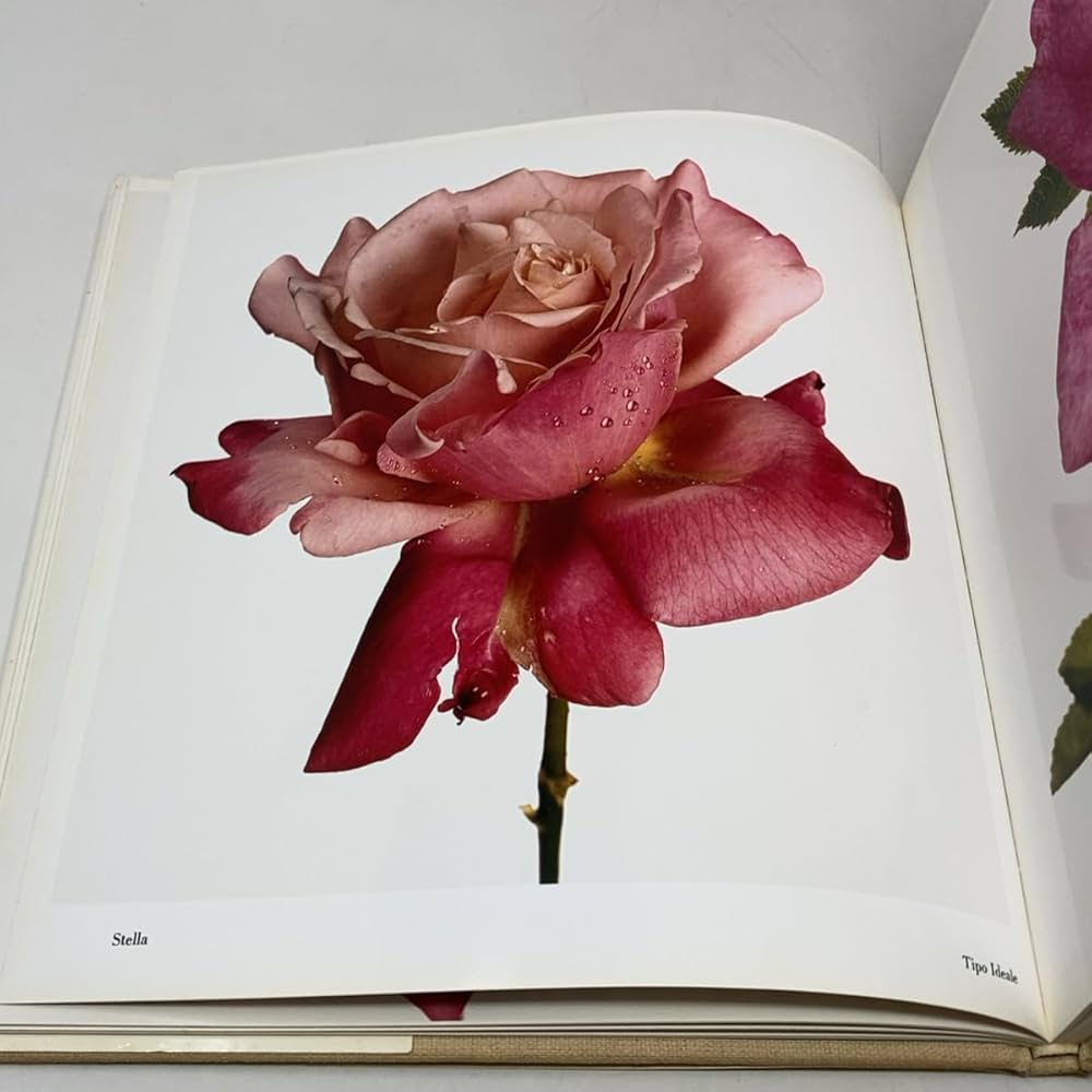 Flowers: Irving Penn, Irving Penn: 9780517540749: Amazon.com: Books