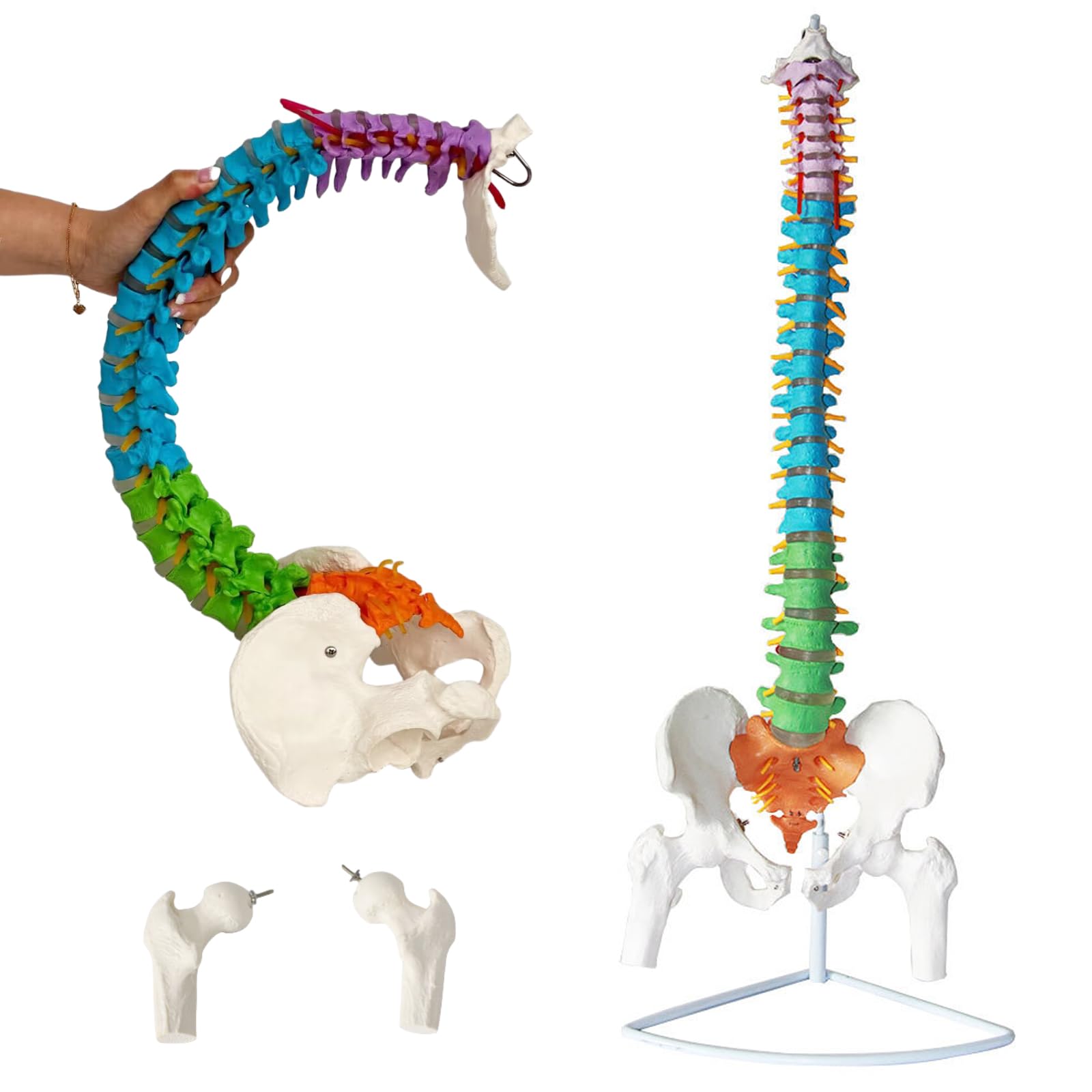 Amazon.co.jp: Ynaioang 脊椎骨盤モデル 色付きの柔軟な脊椎解剖モデル