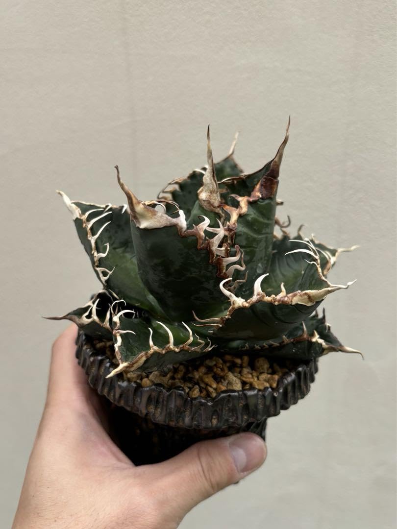 Amazon.co.jp: アガベ チタノタ 悪魔くん スーパーチタノタ BAKEMONO