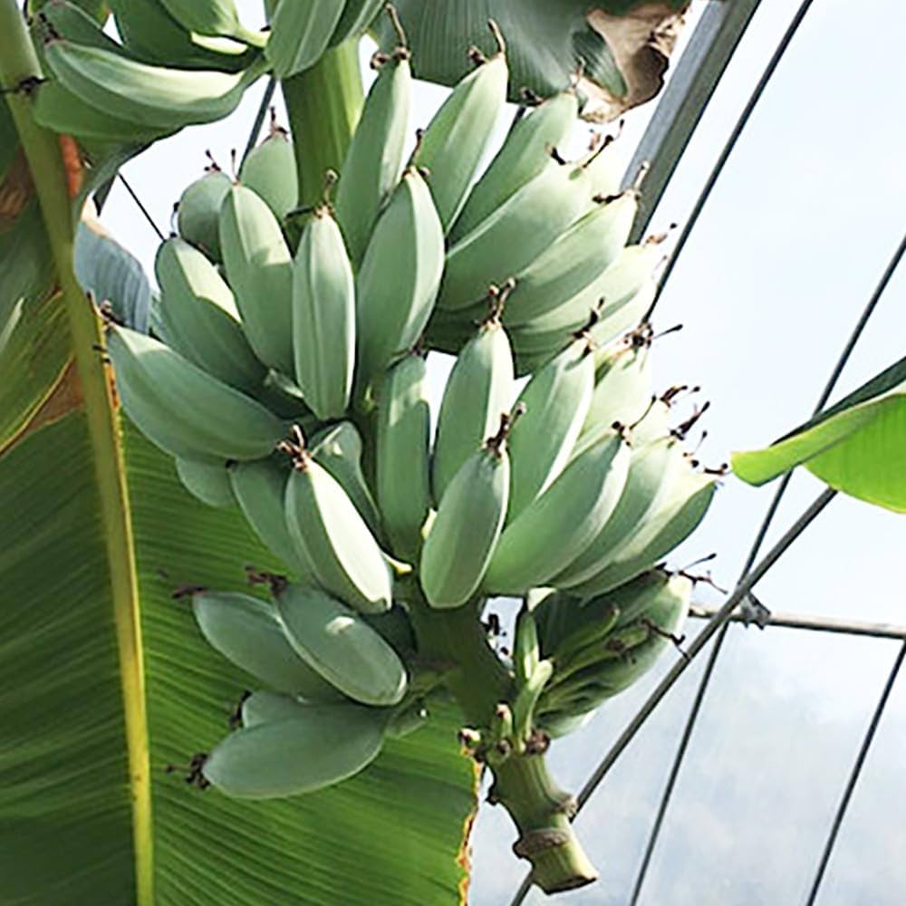 Amazon.co.jp: ITANSE アイスクリーム ブルーバナナ メリクロン