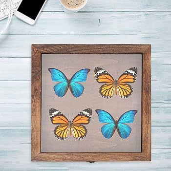 Amazon.co.jp: SEWACC 標本ケース 木製 標本箱 透明窓付き ジュエリー