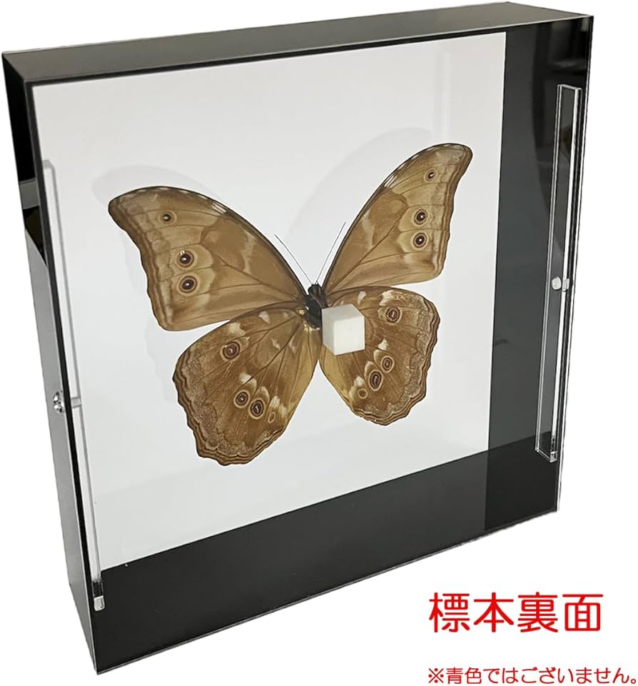 Amazon.co.jp: 蝶の標本 ディディウスモルフォ メタリック調ライト