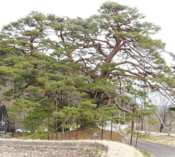 Amazon.co.jp: 苗/苗木 アカマツ 樹高0.3m前後 10.5cmポット 赤松 (雌