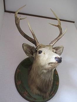 Amazon.co.jp: 【エゾシカ剥製】壁掛け美形オス雄角ツノ鹿シカしか