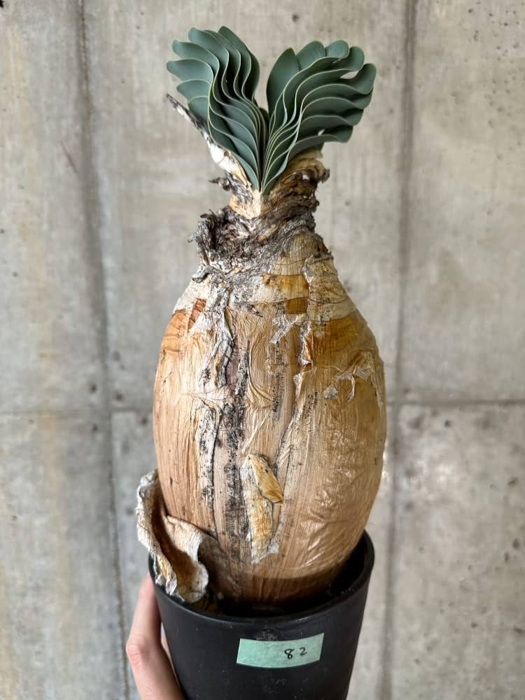 Amazon｜【現品限り】ブーファン・ハエマンソイデス 1年管理 おそらく