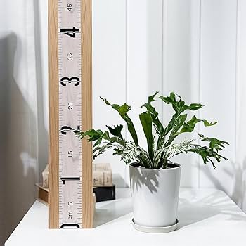 Amazon｜PLANCHU 観葉植物 アスプレニウム ニダス バリエガータ 4号鉢