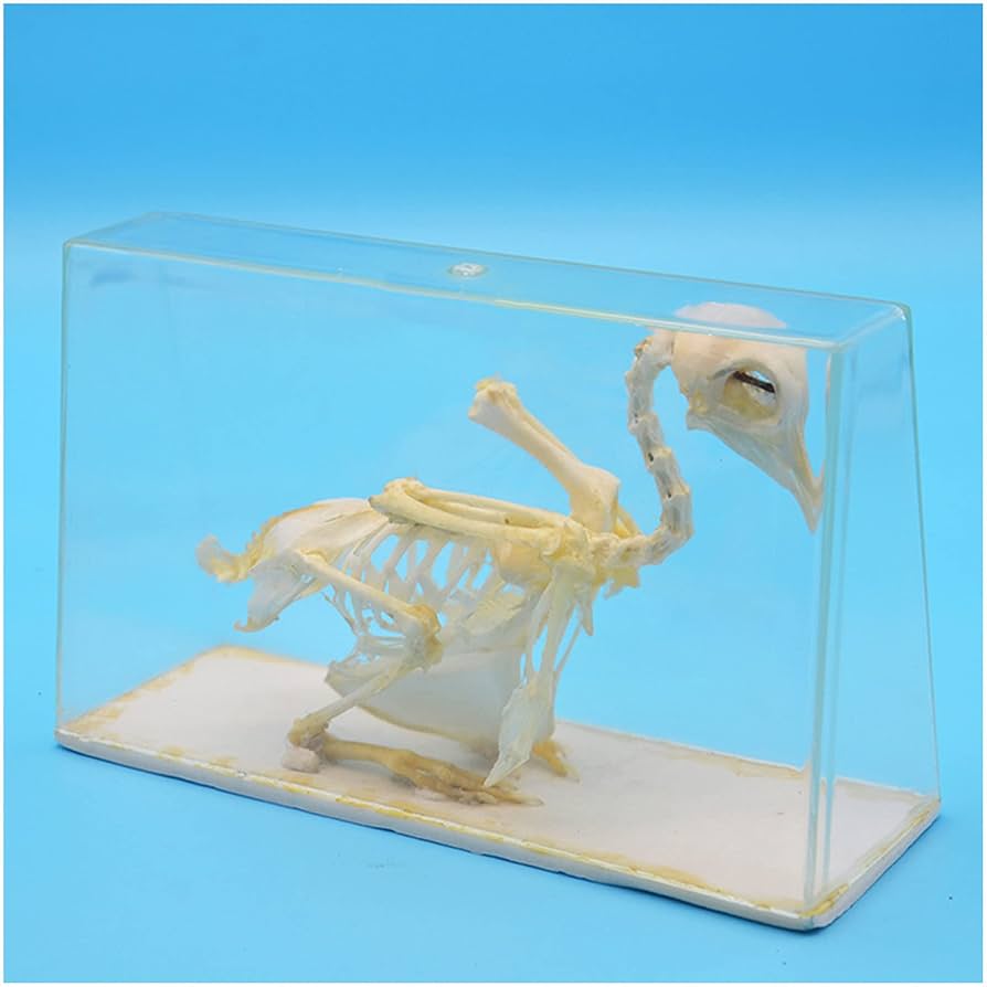 61pzU2blSpS._AC_UF894,