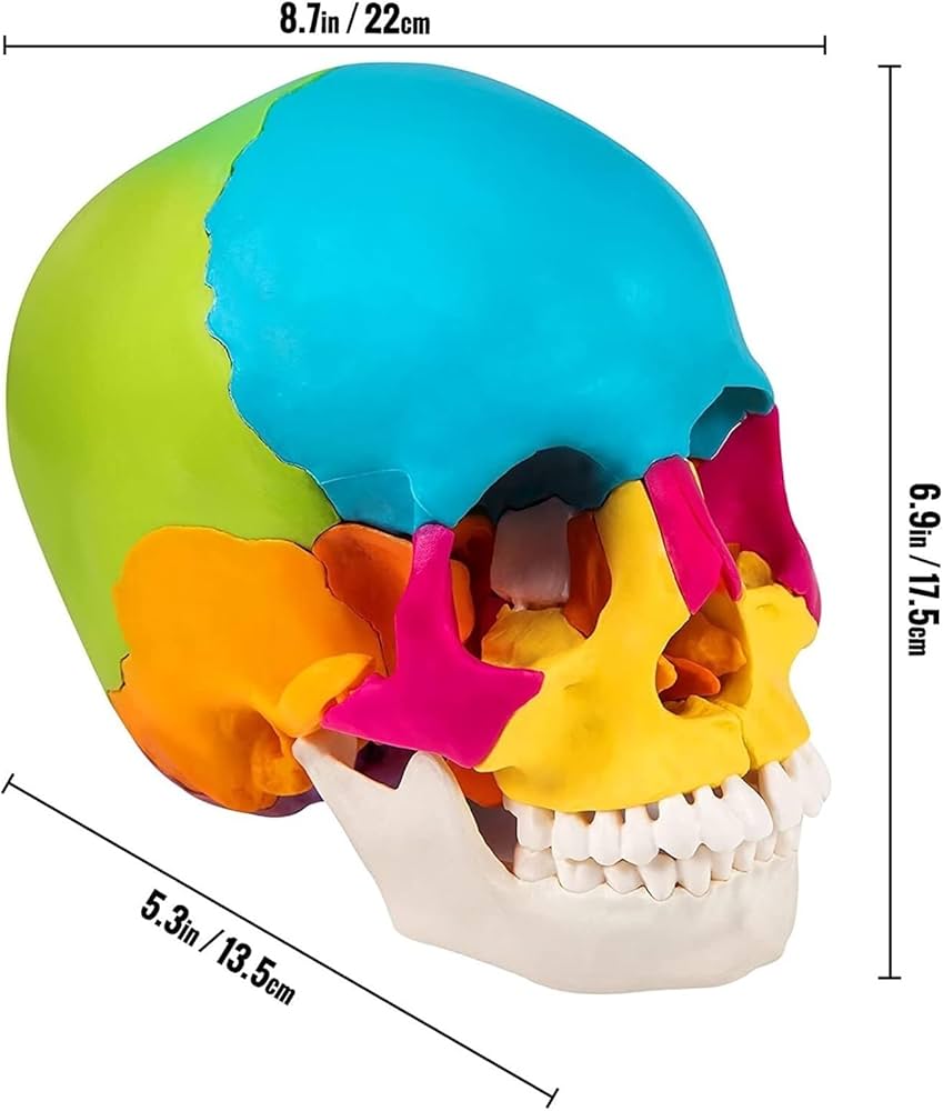 Amazon.co.jp: QLXYYFC 22パーツ分離型頭蓋骨モデル 実物大 人間の