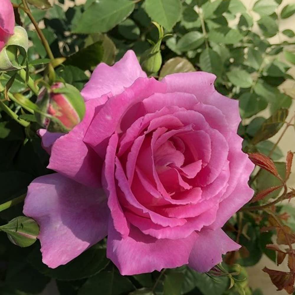 Amazon.co.jp: Fragrance Rose Vivienne No. 6 Pot, 2nd Grade